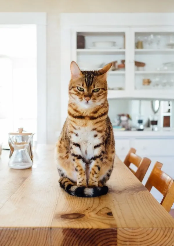 Pet Proofing Your Home