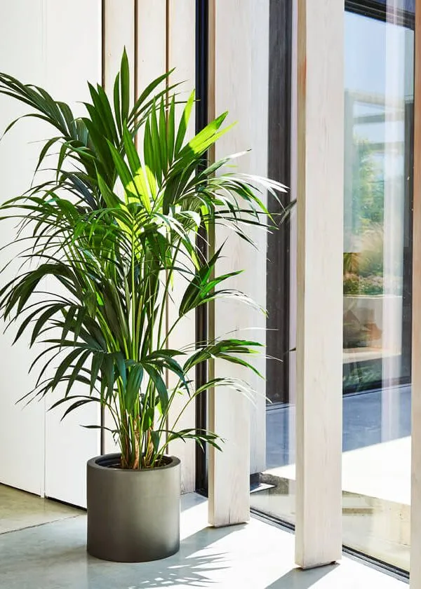 The Joy of Bringing Plants Indoors